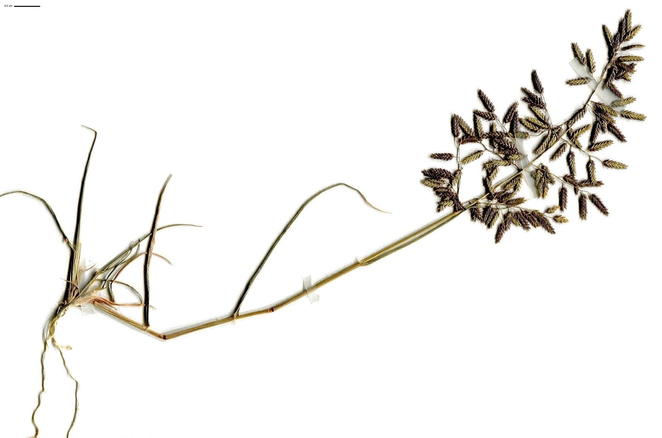 Eragrostis minor (Poaceae)